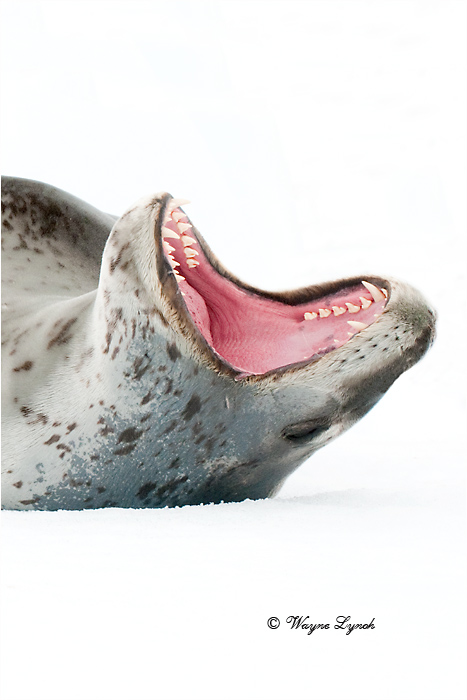 Leopard Seal 109B  by Dr. Wayne Lynch &copy;